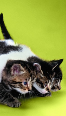 Три котенка обнявшись