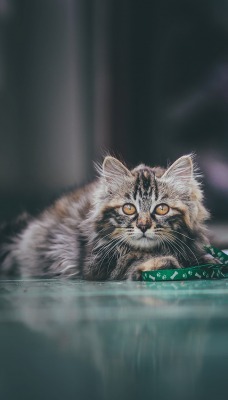 природа кот котенок nature cat kitten