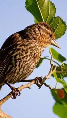 птичка ветка bird branch