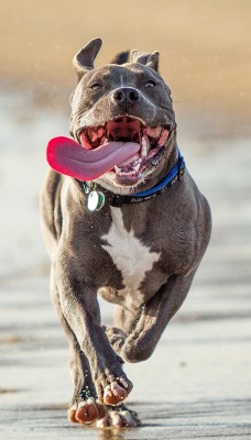 природа животные собака nature animals dog