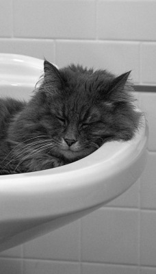 Спящий кот в раковине