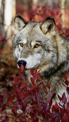 Волк в кустах