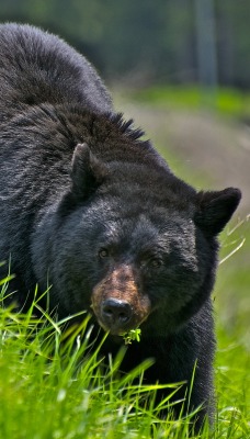 Черный медведь