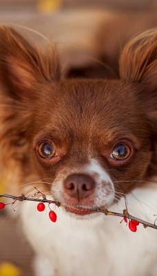 природа животные собака nature animals dog