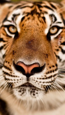Тигр в камеру