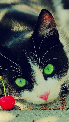 Зеленоглазый кот