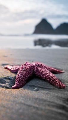 Морская звезда в песке