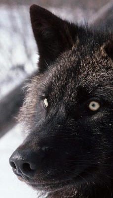 Черный волк на охоте