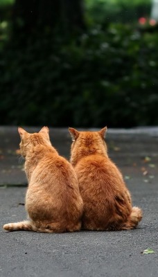Два рыжих кота на дороге