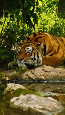 Тигр возле речки