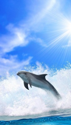 Дельфин прыжок из под волны