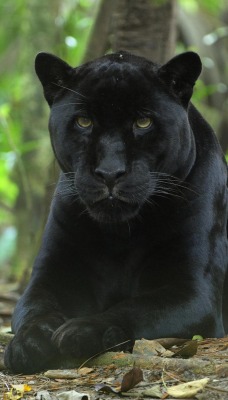 Черная пантера