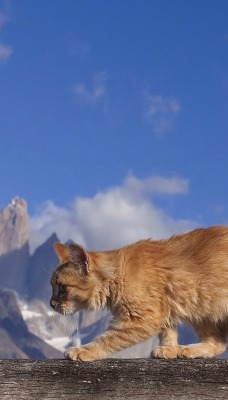Котенок на фоне гор