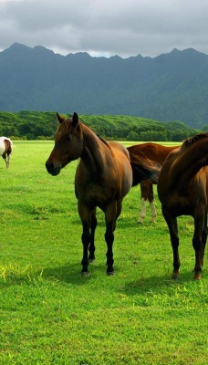 Лошади в поле