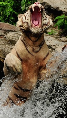 Прыгающий из воды тигр