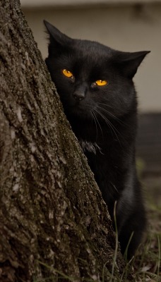 Черный кот с оранжевыми глазами