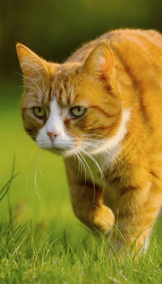 Рыжий кот на охоте