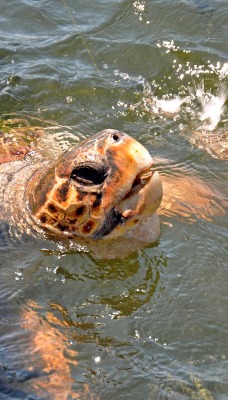 Морская черепаха над водой