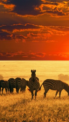 Пастбиже зебры восход