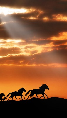 Стадо лошадей на закате