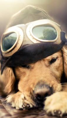 Собака с моделькой самолета