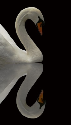 Лебедь с отражением