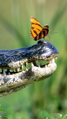 Бабочки на крокодиле