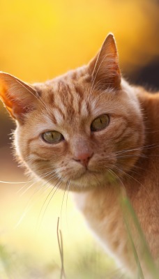 Рыжий кот на оранжевом фоне