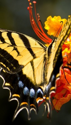 Черно-желтая бабочка на цветке