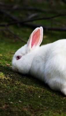 Белый кролик на мхе