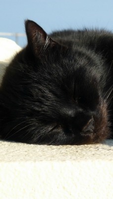 Черная кошка на белом