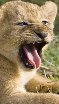 Зевающий львенок
