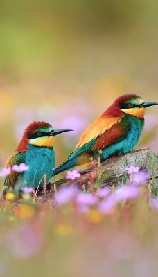 Две птички в траве