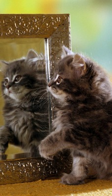 Кот с зеркалом
