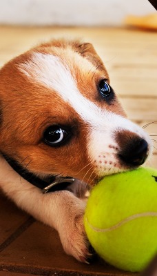 Собачка с теннисным мячиком