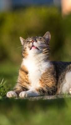 природа животные кот трава nature animals cat grass