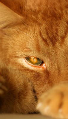 Рыжий кот с рыжими глазами