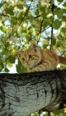 Рыжий кот на стволе дерева