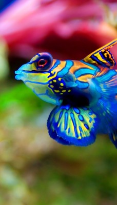 Цветная рыбка