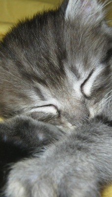 Сон котенка
