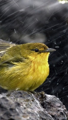 Желтая птичка