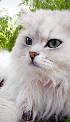 Белый кот на земле