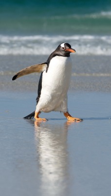 Пингвин на пляже