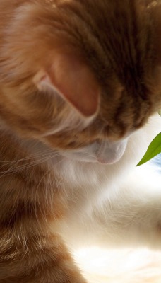 Рыженький котенок с горшком цветов