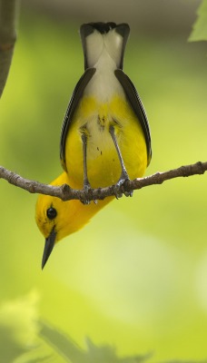 Желтая птичка на ветке хвостом