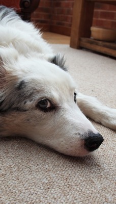 Черно-белый пес на полу