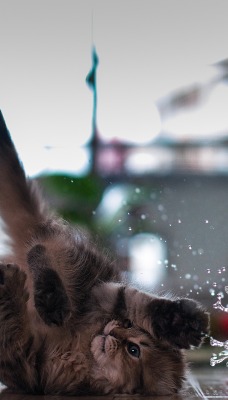 Играющий котенок с водой брызги