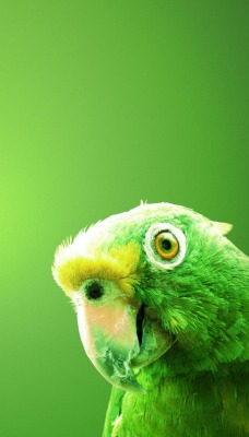 Зеленый попугай на зеленом фоне