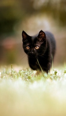 Черный кот бегущий по траве