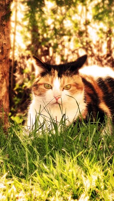 Кот в лесу в траве